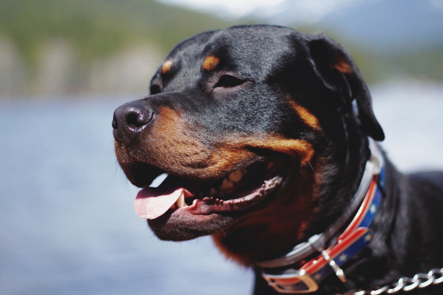 Fem myter om Rottweilere – sandheden bag