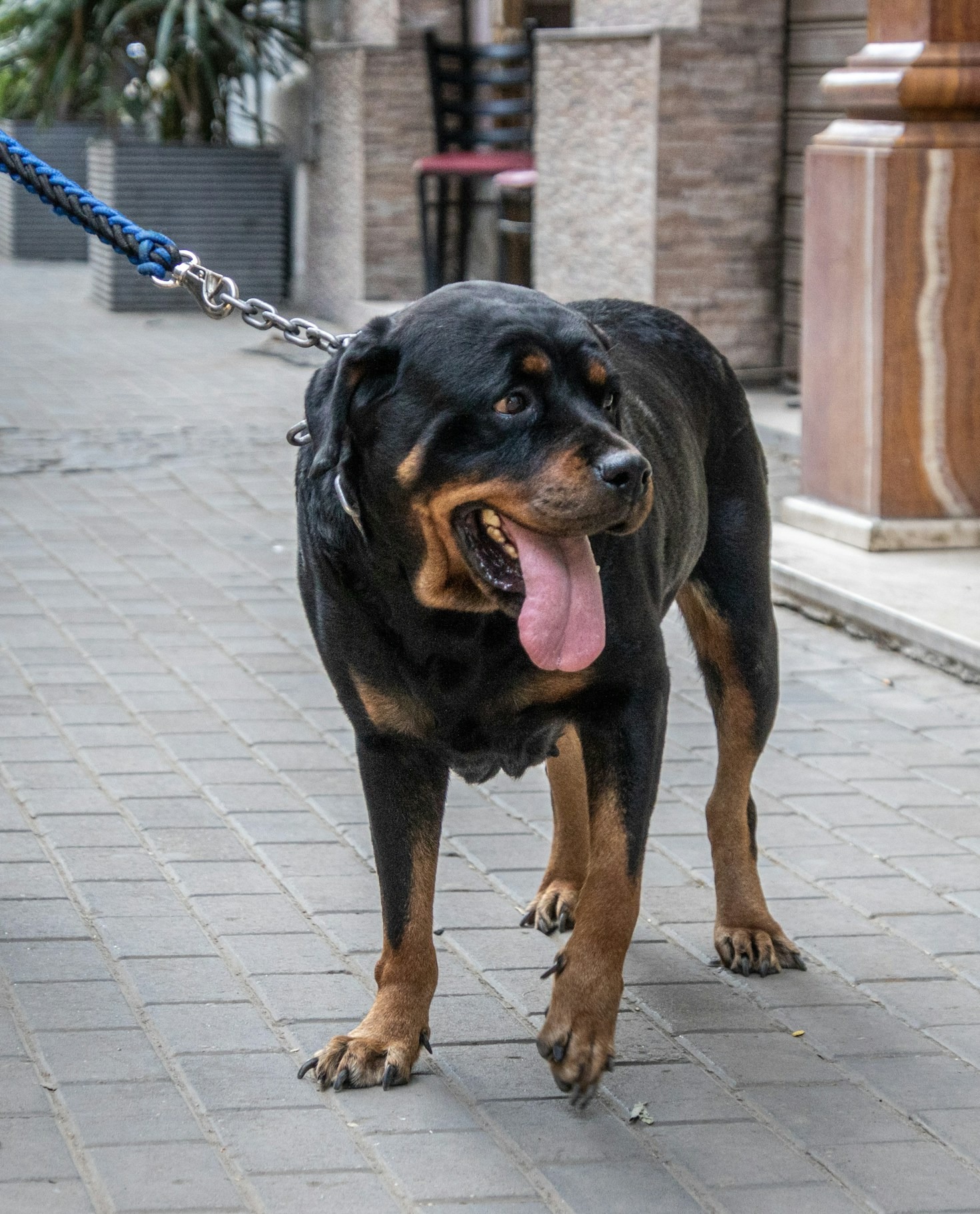 Sådan træner du din Rottweiler til at være lydig