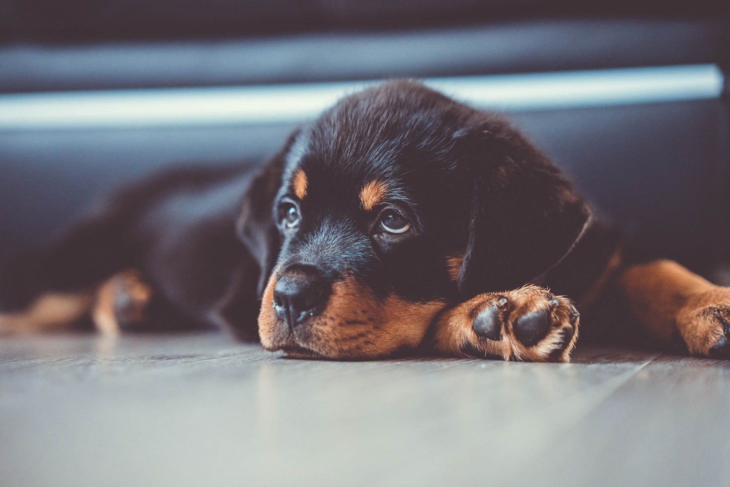 Sådan socialiserer du din Rottweiler med andre hunde